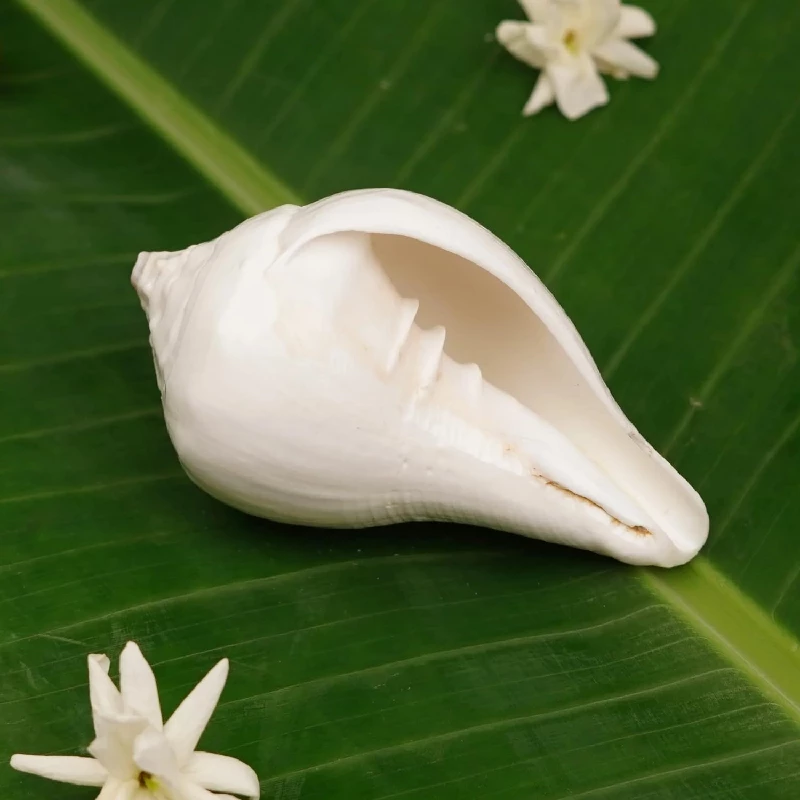 Servdharm Vishnu Shankh for Pooja, 138 g-1.webp